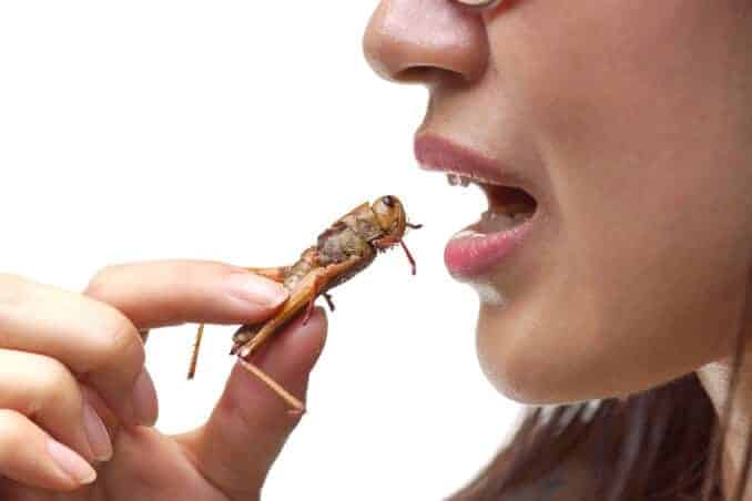 Ernährung nutrition insekten insects