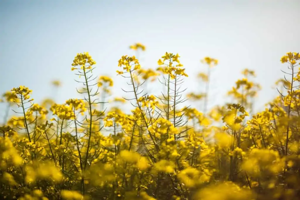 raps auf feld