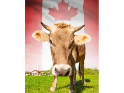 Kanada milch 1