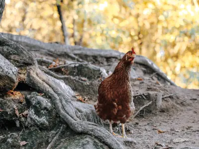 huhn im garten