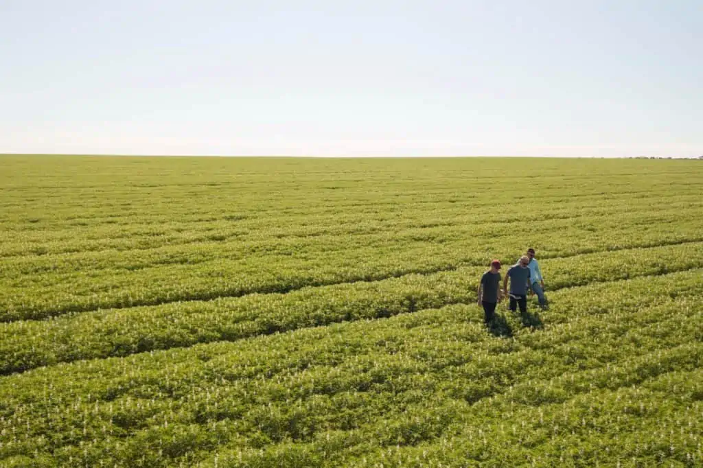 Wide Open Agriculture WOA Monde Nissin Australia Liefervereinbarung Lupine