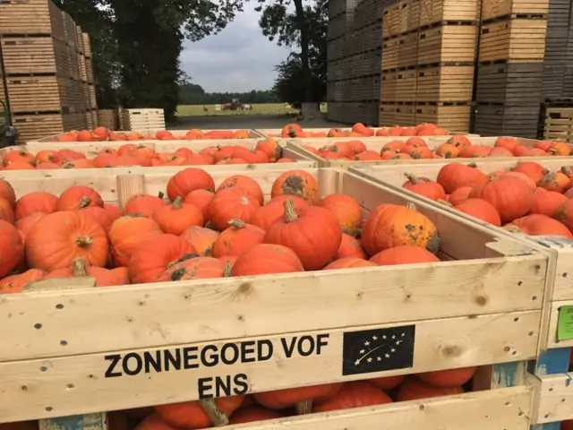 Zonnegoed