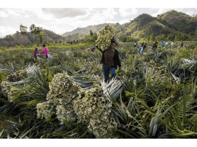 ananas anam pinatex 444