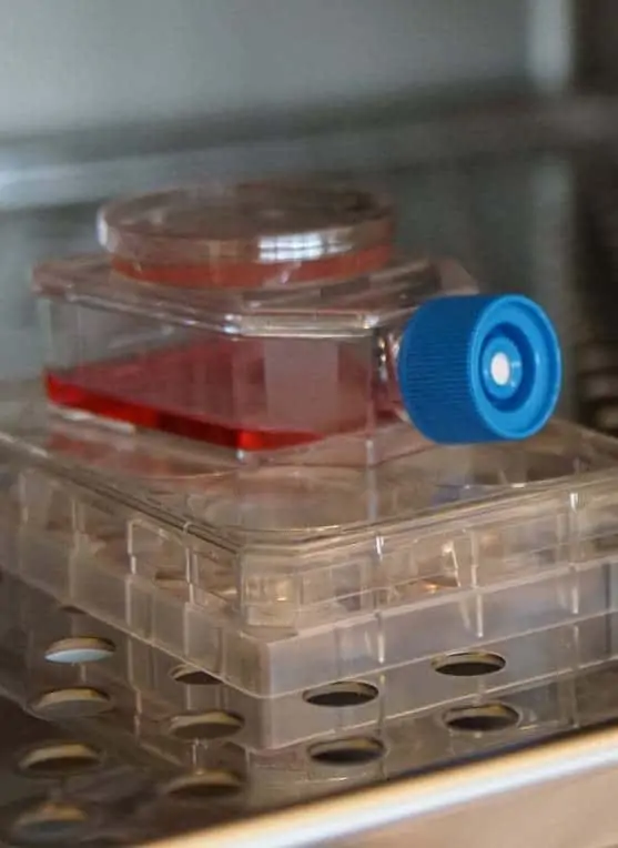 cell-alternativ-in-vitro-vegan