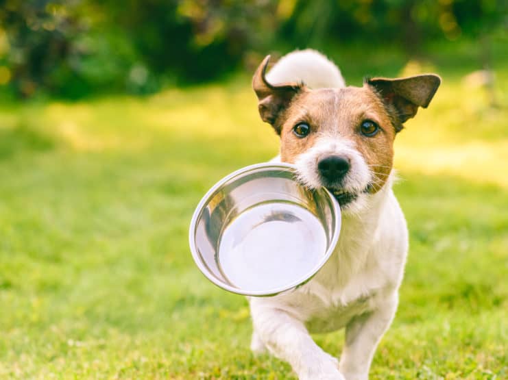hunde futter napf tier haustier