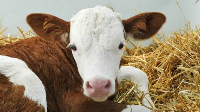 Kleines kalb liegt im stroh