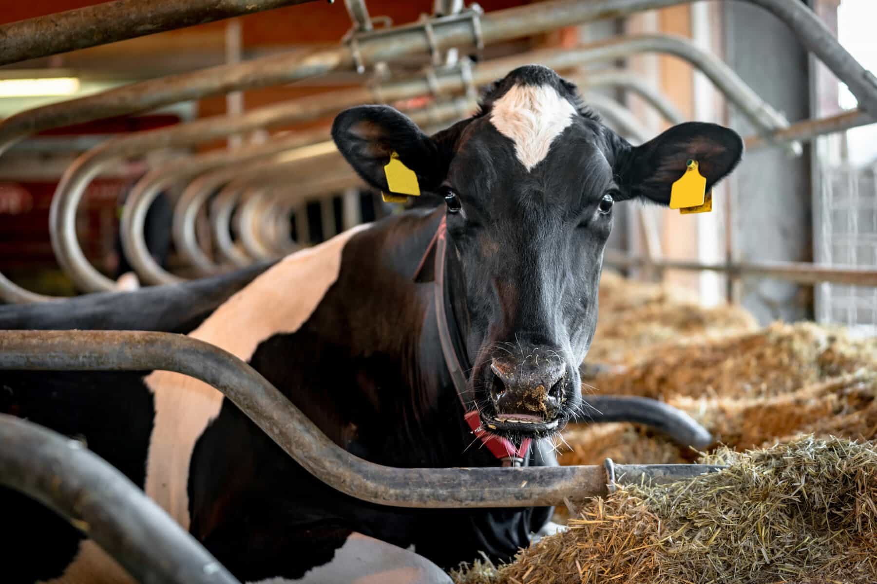 Kuh tierhaltung fleisch milch scaled