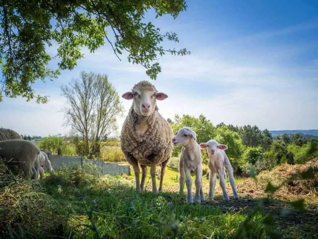 Mutterschaf mit seinen zwei Babyschafen 