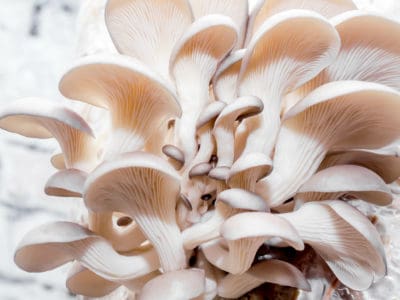 Pilzkultur anbau pflanzliches fungi mushroom protein2