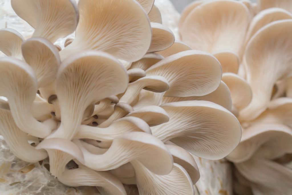Pilzkultur anbau pflanzliches fungi mushroom protein29