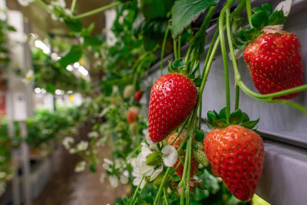 Indoor-farming obst