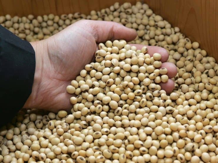 soja bohnen huelsenfrucht