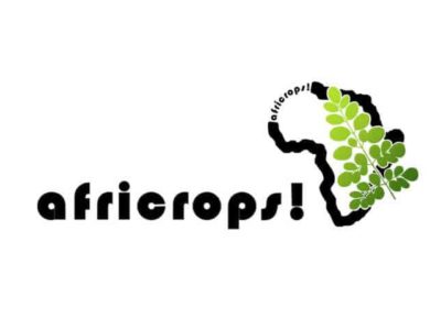 the essence of africa africrops moringa